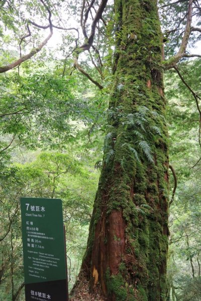 〔桃園復興〕拉拉山巨木，史詩級魔幻森林，75公頃紅檜 扁柏森林浴2237057