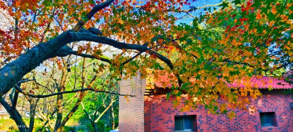 #花卉試驗中心 #永公路500巷 #平菁街42巷 #原住民公園 #士林官邸 1/42976631