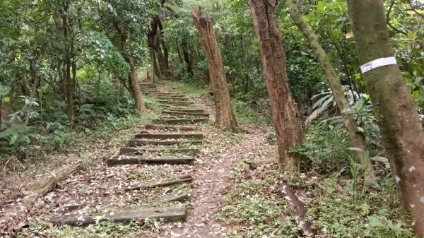 汐止區翠湖步道-學頭坡步道-老鷲尖-內溝山步道-翠湖P字走3051241