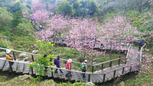 阿里山頂石桌 櫻之道123月櫻花季852360