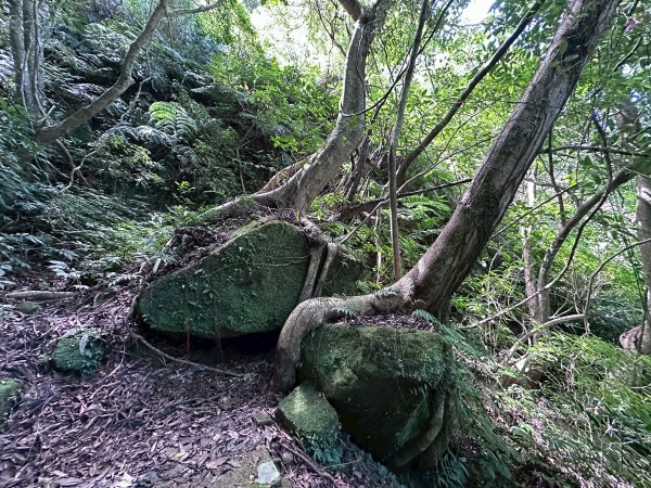 平溪小黃山2873261