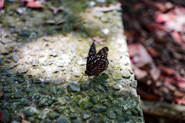 觀音山 硬漢嶺2870047