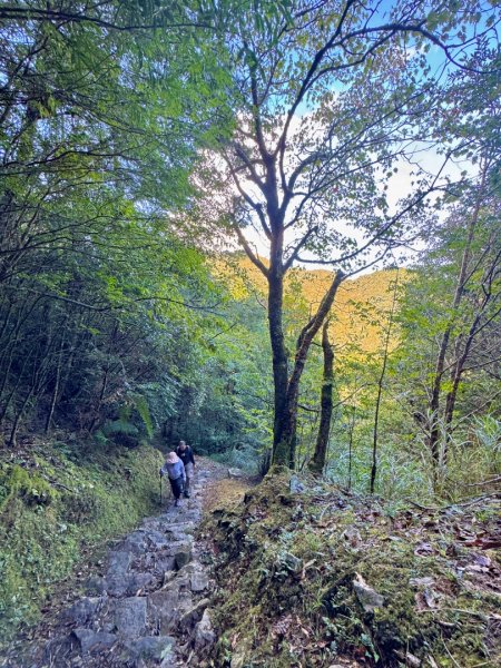 觀霧-榛山步道2926001