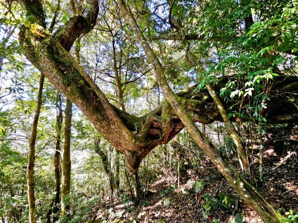 稍來山賞楓2962563