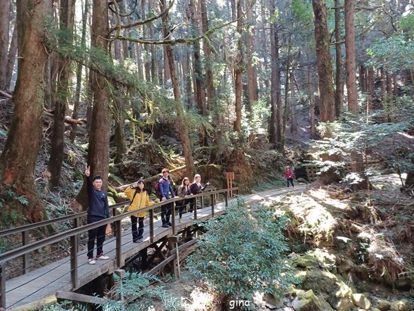 【嘉義阿里山鄉】遠離塵世走入山林芬多精。 特富野古道~自忠至特富野 (往返)2484557