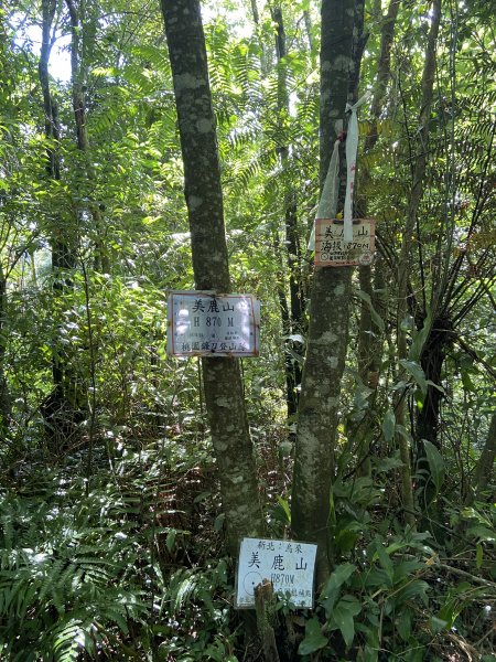 2020/7/26「烏來三山」拔刀爾山、美鹿山、高腰山1414418