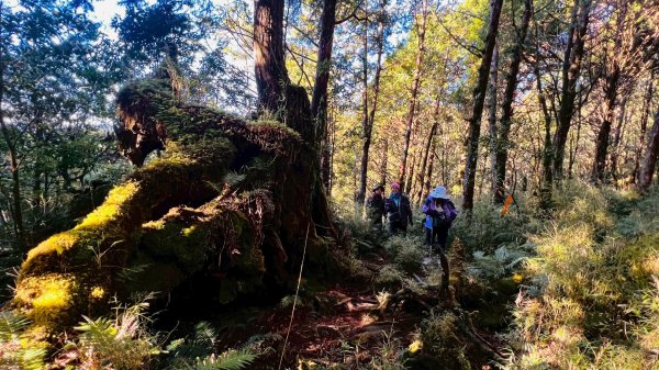 走入魔幻森林 探訪三星池與妹池2950193