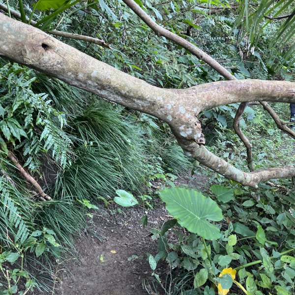 20251214_女仍山（屏東小百岳）2968701