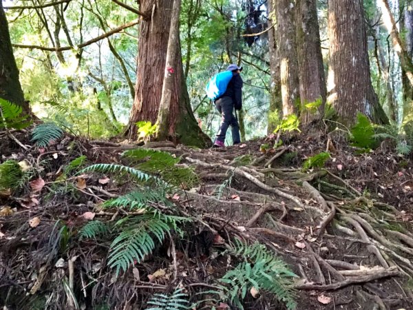 自忠上東水山連走特富野古道1244555