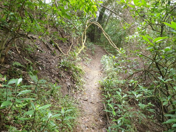 水寨下古道帽盒東山蕃子寮山1620747