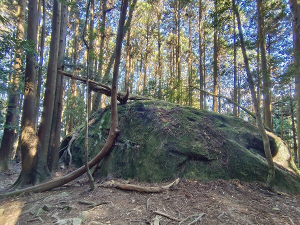 加里山（大坪登山口O繞）112/11/282362990