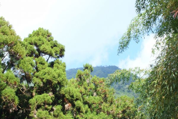 奮起湖步道194614