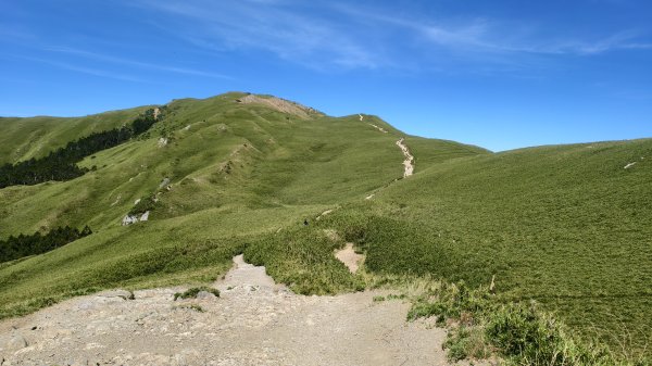 合歡山北峰 小溪營地 鷹角石 合歡北峰名樹2903408