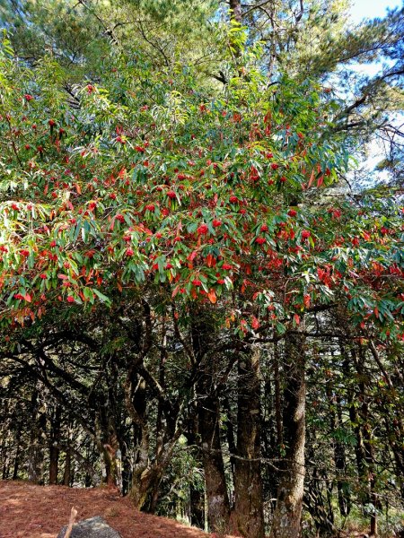 大雪山神木步道2962635