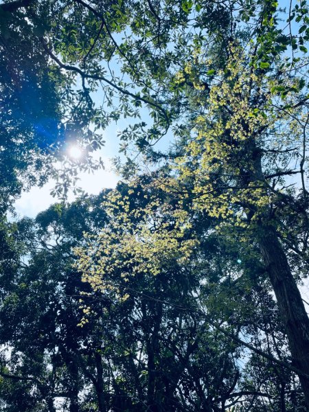 20250227 鳩之澤自然步道2736077