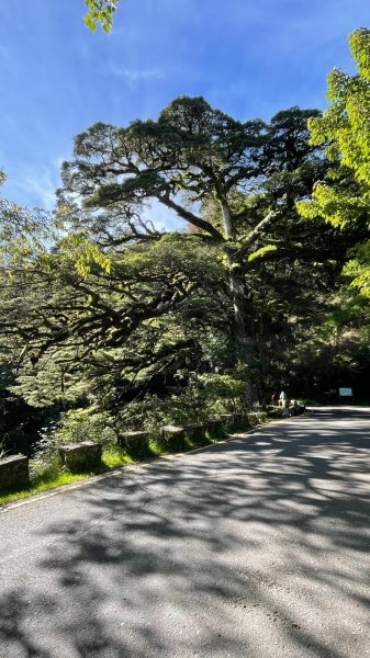 230622-縱走塔塔加三山（麟趾山、鹿林山、鹿林前山O繞）慶端午，美美兔凌晨3:30出門，挑戰中級2195618