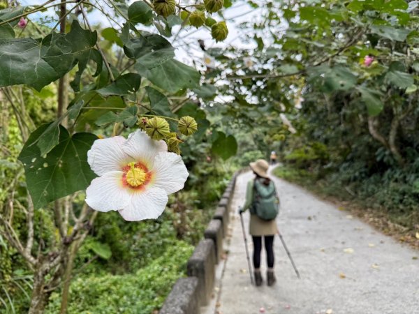 龍過脈森林步道2960921