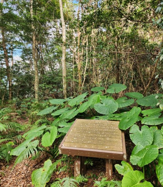 【中級山】芝生毛台山，芝生毛台山西峰，秀巒軍艦岩，屯野生步道，屯野生砲台2745142