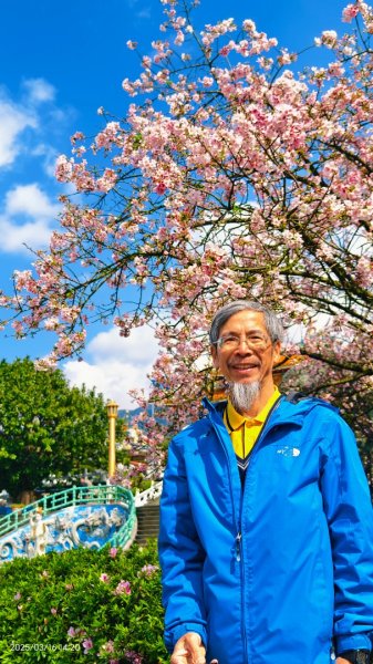 #綠繡眼 訪花 #吉野櫻 #天元宮 #楓樹湖 03162736705