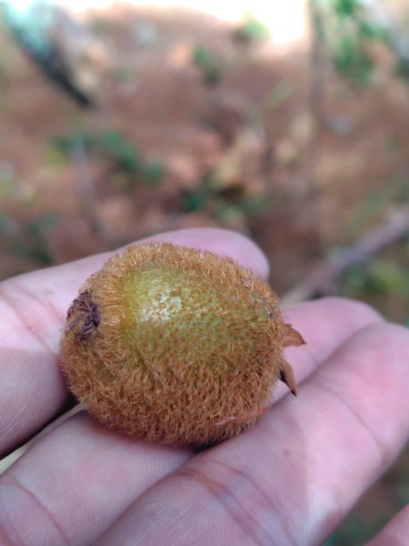 巒安堂、西巒大山2931648