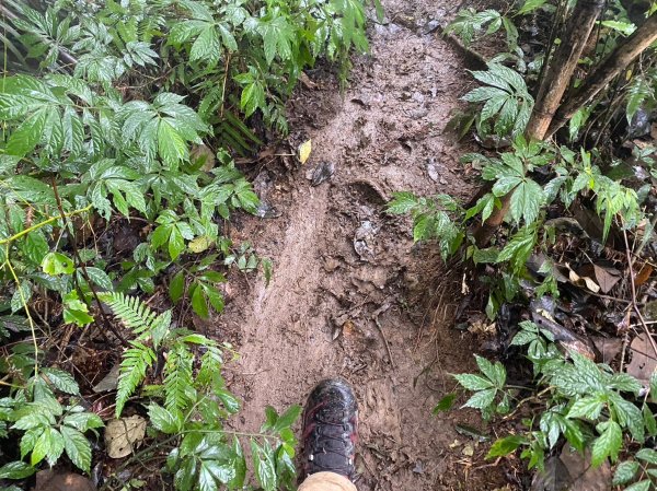 馬那邦山.細道邦山【你 不能預判山的變幻莫測】2401520