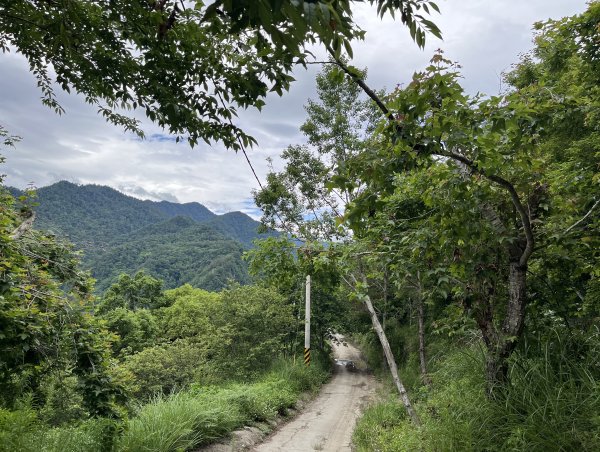 2025_0524 司馬庫斯神木群步道2797196