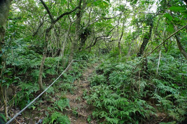 新北 貢寮 大石壁坑山、五酒桶山、龍崗山2980863