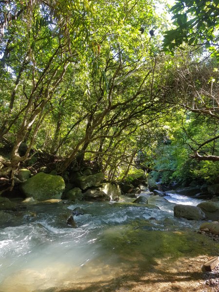 季節限定~草嶺古道463415