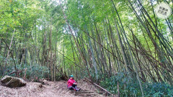 阿里山山脈越嶺步道大串走 D6543928