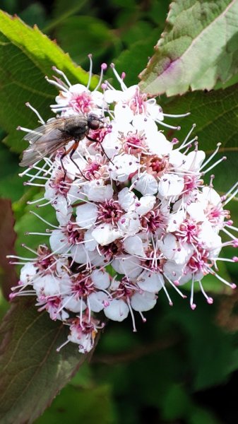 合歡山群峰（南峰、石門山、尖山、東峰）2626809
