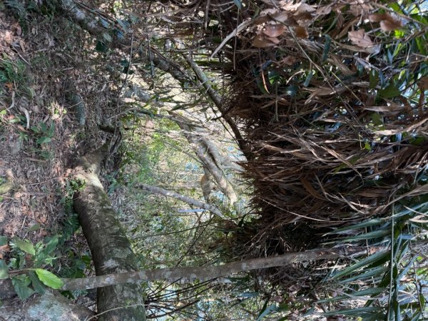 坪林五山縱走 ：九芎根山、金紙崙山、鳥嘴尖山、倒稍楠山、紀州寮山O形2745286