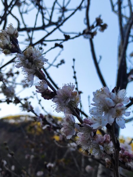 單攻志佳陽2725298