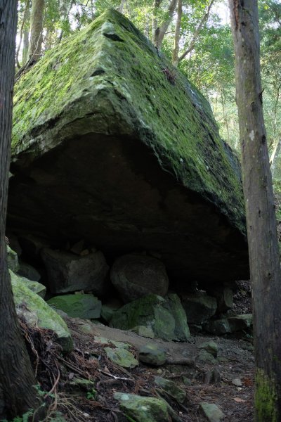 苗栗南庄鄉 二訪加里山 ‧ 2025春 哈加2753376