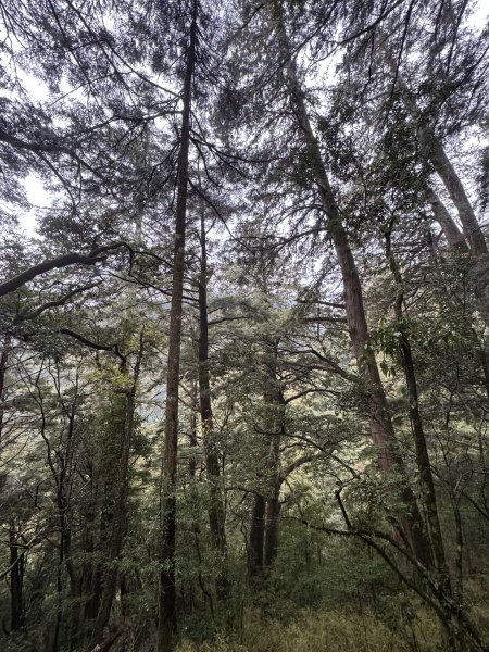 20250110 庫哈諾辛山(進涇橋登山口)2686244