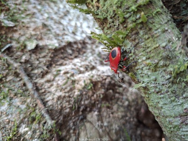 《台中》巨人之手｜雪山坑環線步道202603223021455