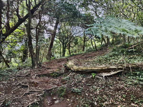 [百山百鳥尋旅-11/15] 2025_0927 大屯主峰-連峰步道_大屯山南峰2899359