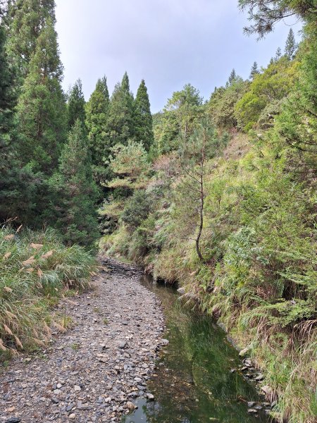 觀霧之榛山O型202411232653966