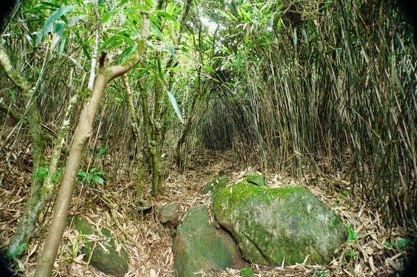 新北 三芝 小觀音山群峰3085456