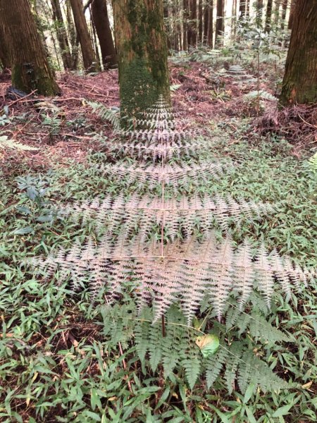 二萬坪鐵道漫遊尋神木走二萬坪山屏遮那山1118251