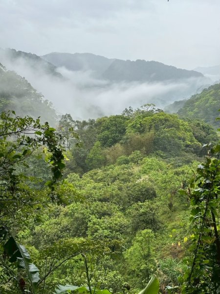 卡保石壁一葉蘭（耘夢谷上逐鹿山下O走）2809565