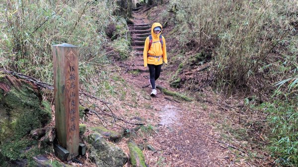 環繞在楓紅巨木和滿山翠綠的鞍馬山及大雪山小神木森林步道的悠哉山行記2996760