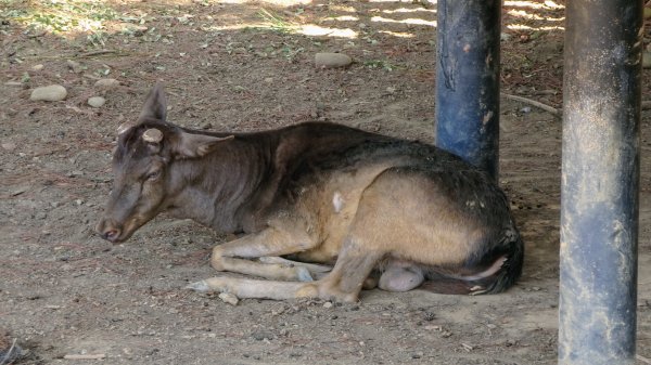 新竹公園1468583