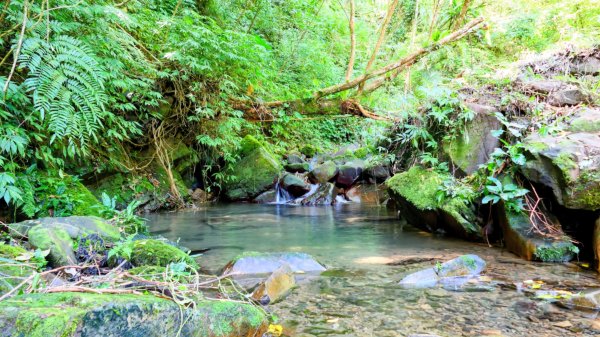 中坑古道東山西山2896474