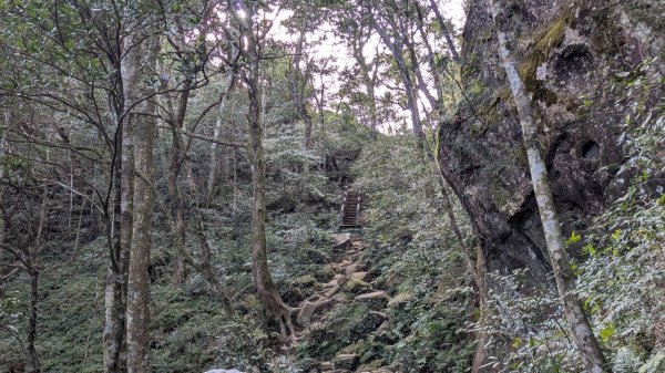 北得拉曼巨木步道2695511