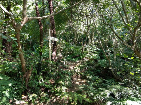 土庫岳(小百岳)繞行隱藏林中[山豬淚湖]759793