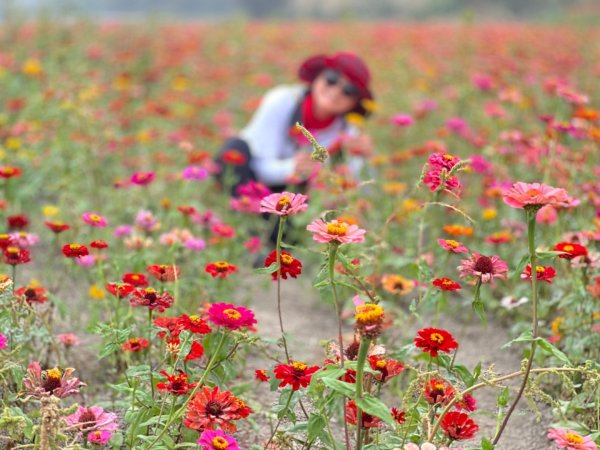 小百岳關刀山889m+銅鑼杭菊1924060