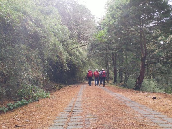 鼓山尖峰泡茶趣---塔塔加鹿林山鹿林前山810163