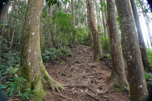 新竹 五峰 野馬瞰山2924663