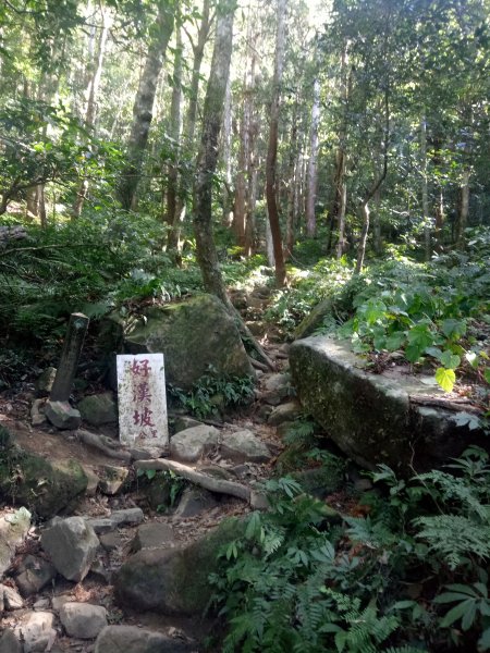 內鳥嘴山山毛櫸+北得拉曼神木1883580