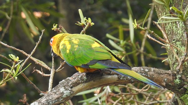 中正紀念堂-花鳥&大屯山雲海（山嵐）2/12703304